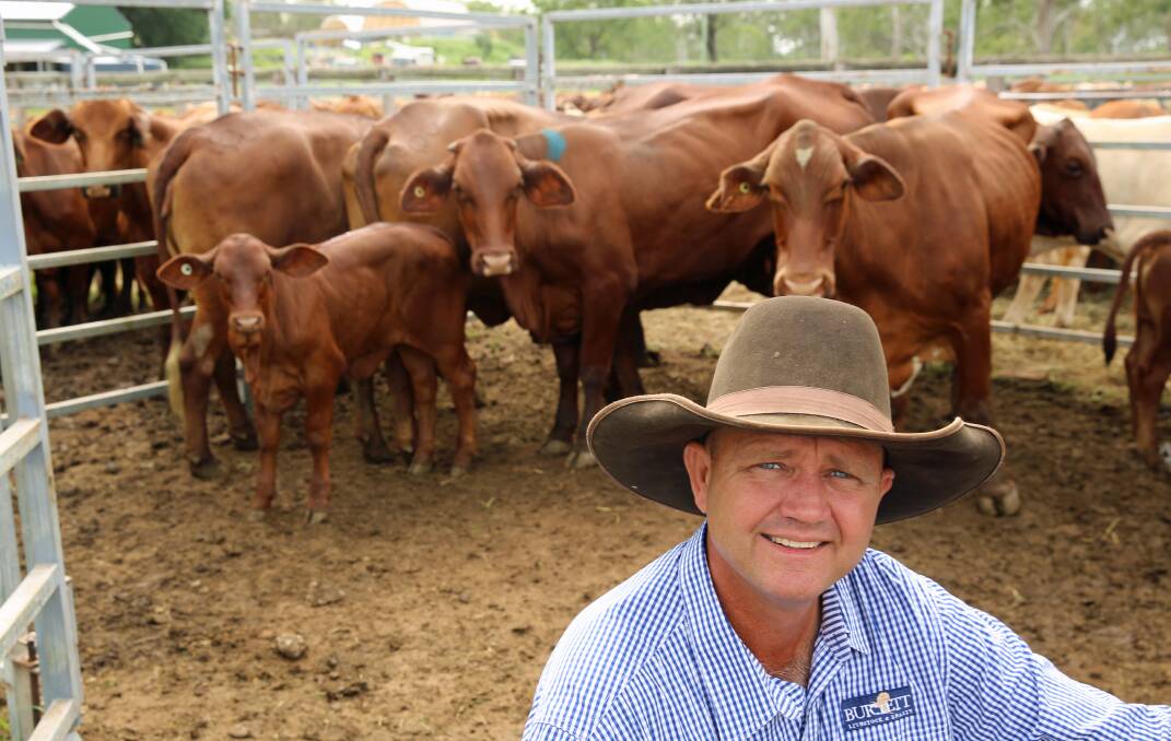 Burnett Livestock & Realtys Lance Whitaker with a pen of Santa Gertrudis cross cows and calves on account of Hazelmont Partnership, South Kolan, that sold for $1700/unit.