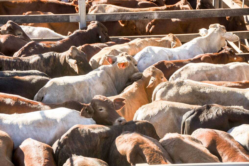 Better quality weaner steers sell from 280c to 351c at Gympie