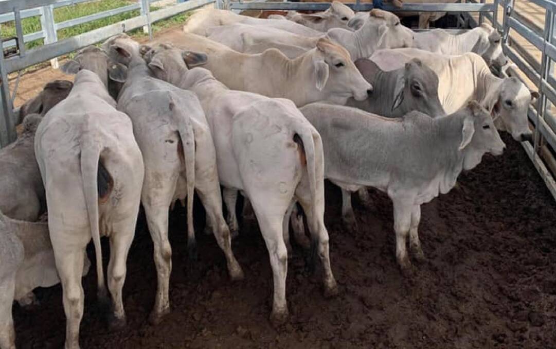 Charbray cows and calves make $3020 at Laidley