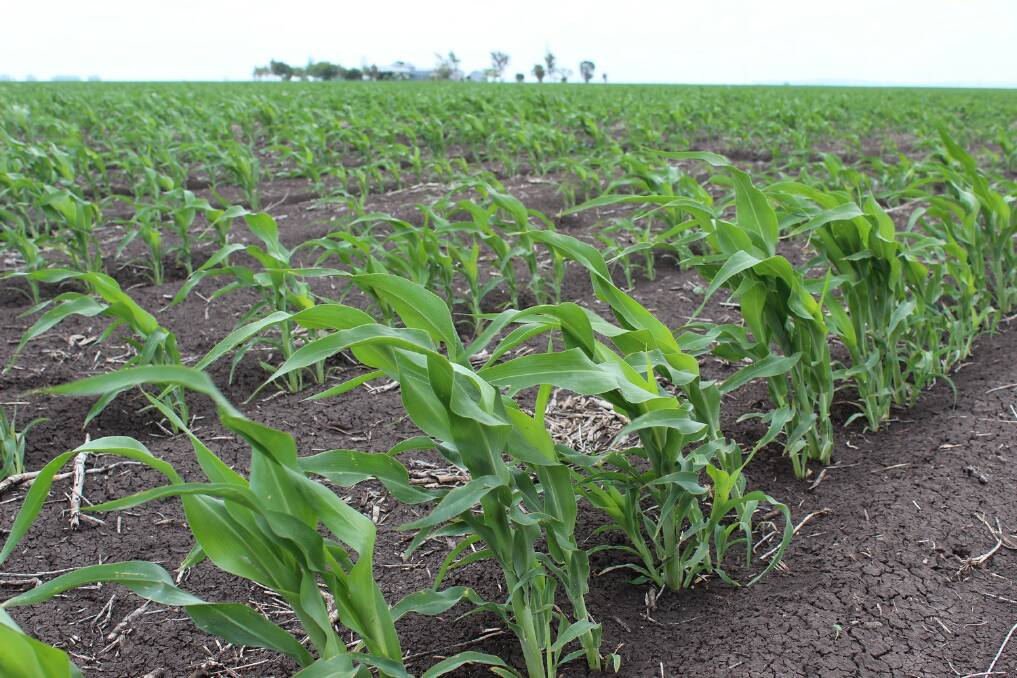 Sorghum seed in hot demand after rainfall
