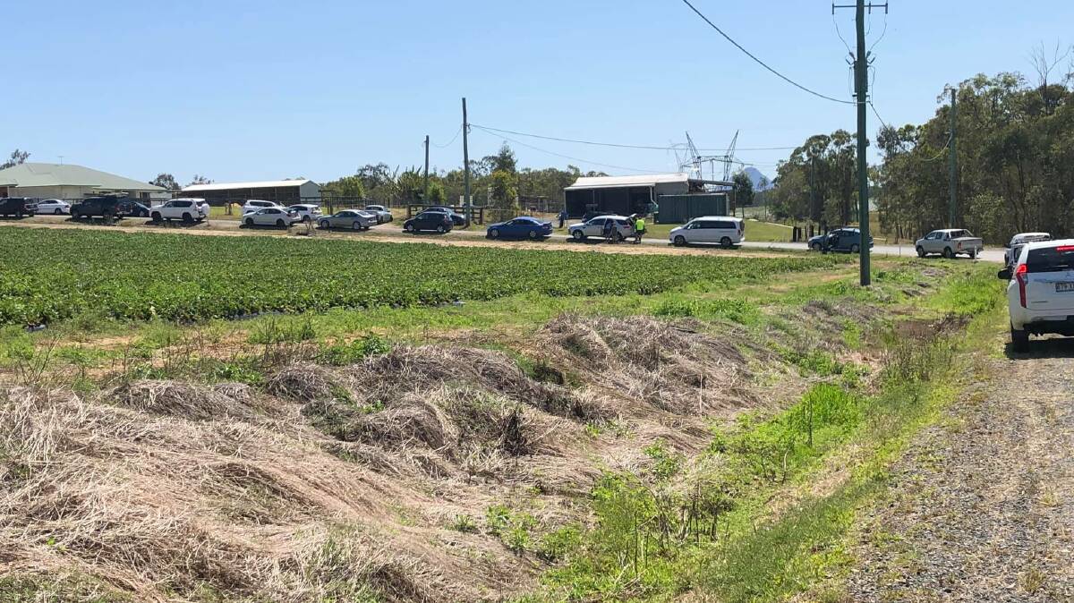 Cars queue at a Wamuran, Qld strawberry farm for two hours in the wake of the needle contamination crisis.