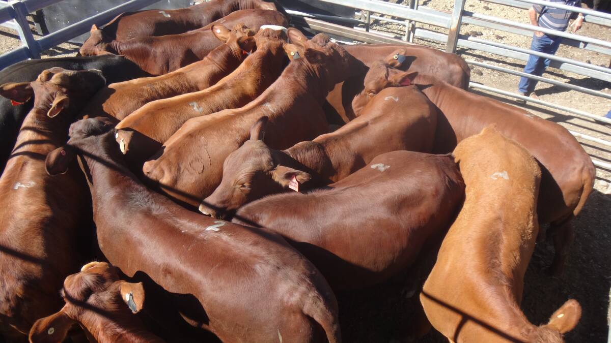 Droughtmaster weaner steers sell for 600c/$1619 at Gympie