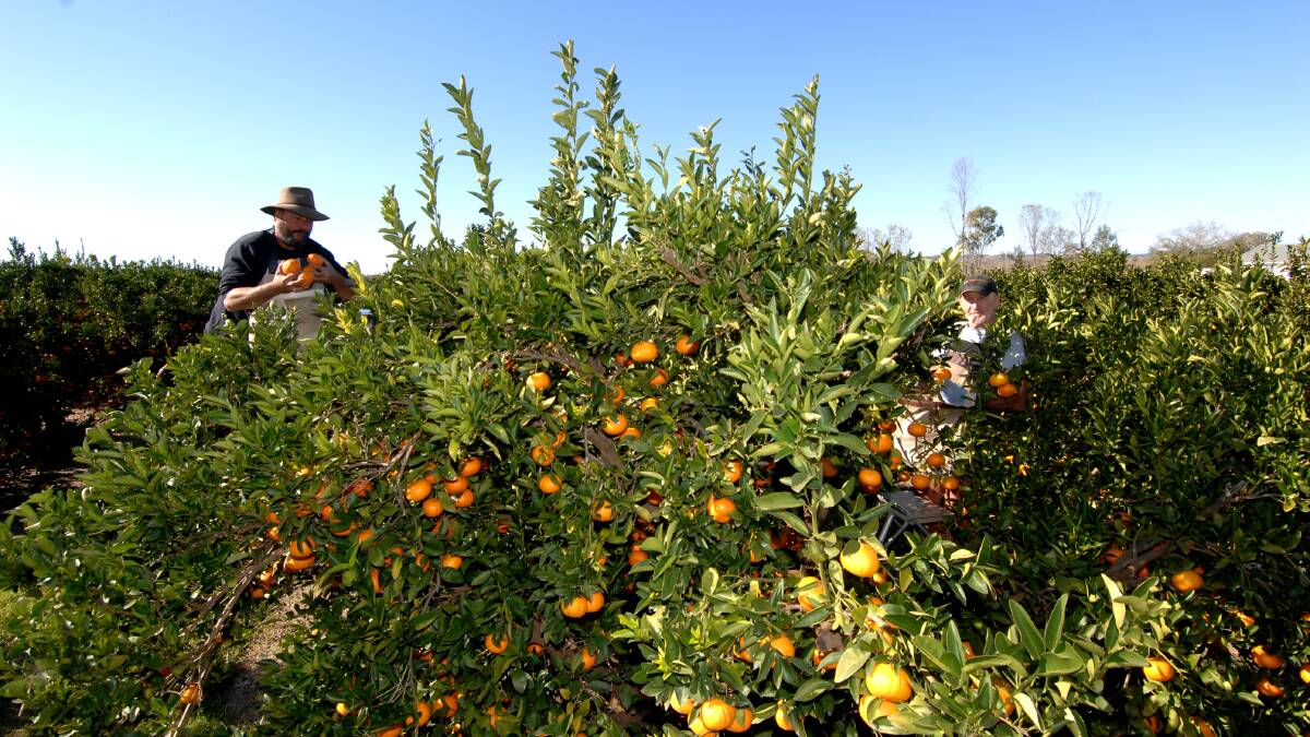 Horticulture will likely prove the cornerstone of an agriculture-led recovery of the Queensland economy.