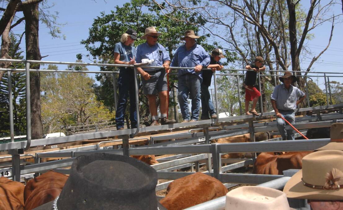 Speckle Park cross weaner steers sell for $1990 at Woodford
