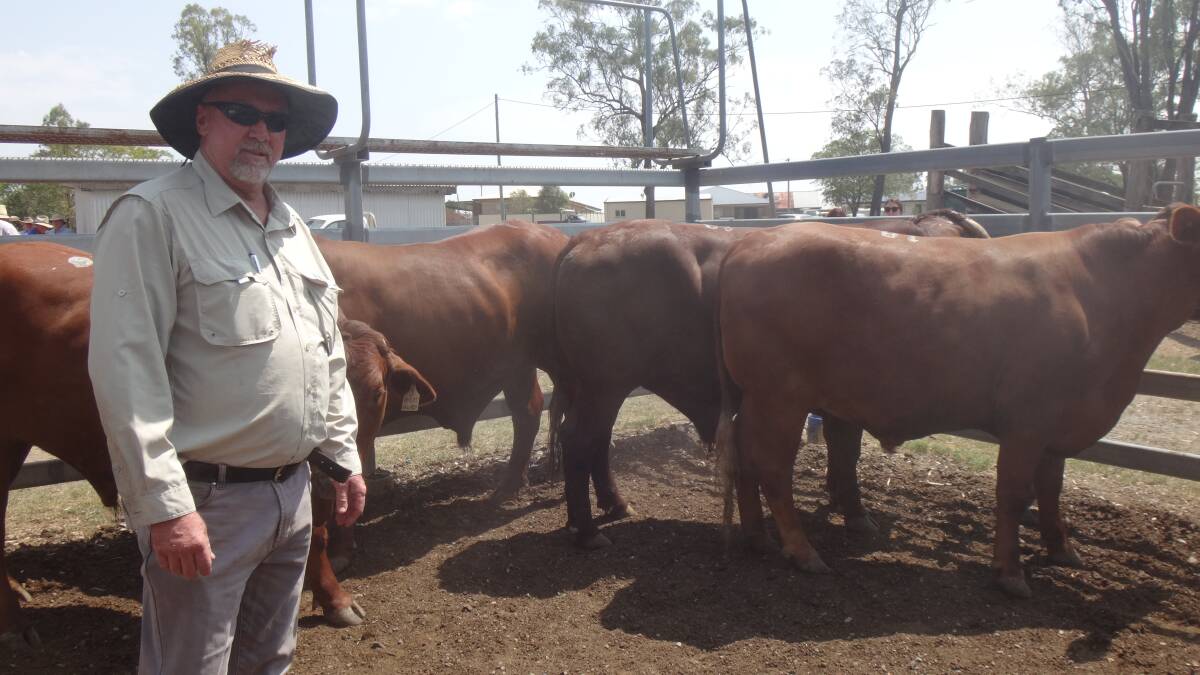 Ken Miers Cashmere with his Santa steers that sold for $1740 at Toogoolawah on Friday.