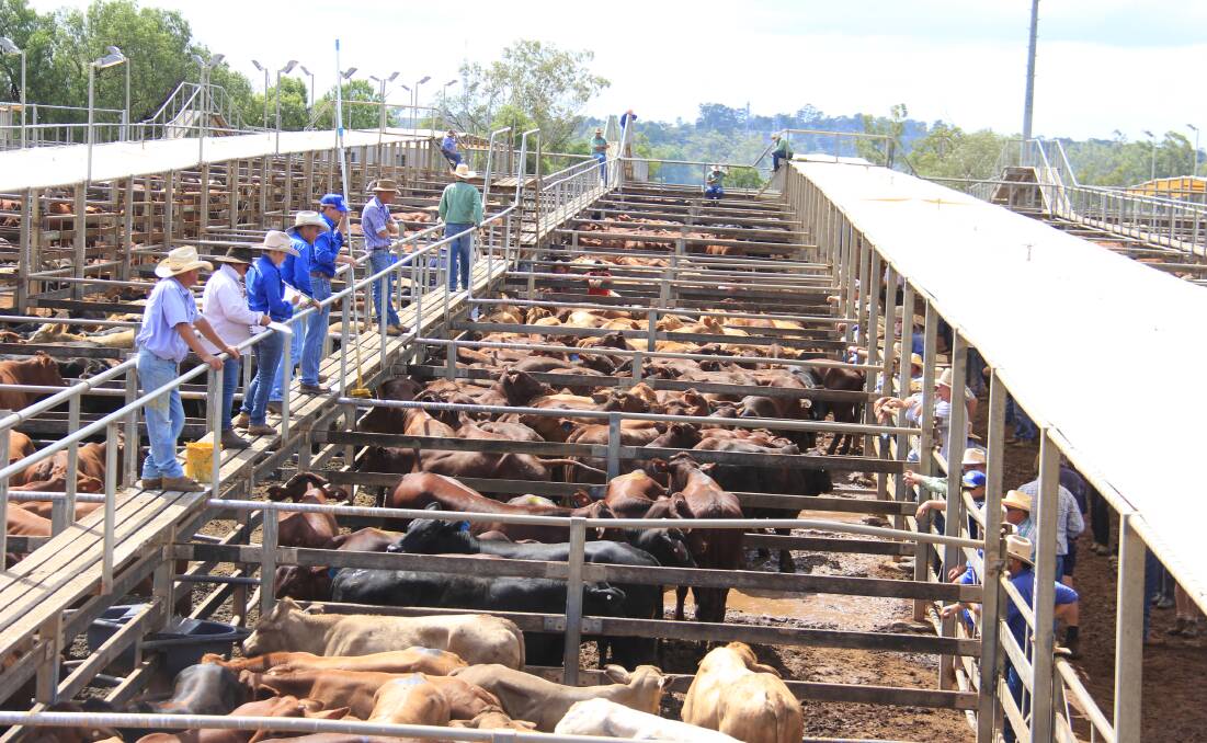 Angus weaner steers reach 756c/$1285 at Roma