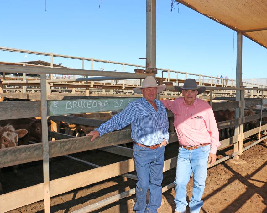 Cameron Colley, Brucedale, Roma with Elders agent Peter Fleming with the four pens of Charolais cross heifers which sold to a top of 242c/kg, reaching $695 to average $612. The Charolais cross steers sold to 300c/kg, reaching $948 to average $787.
