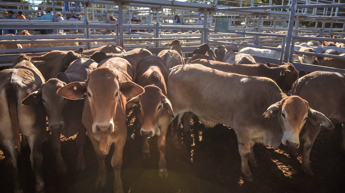 Hereford steers reach $1720 at Laidley