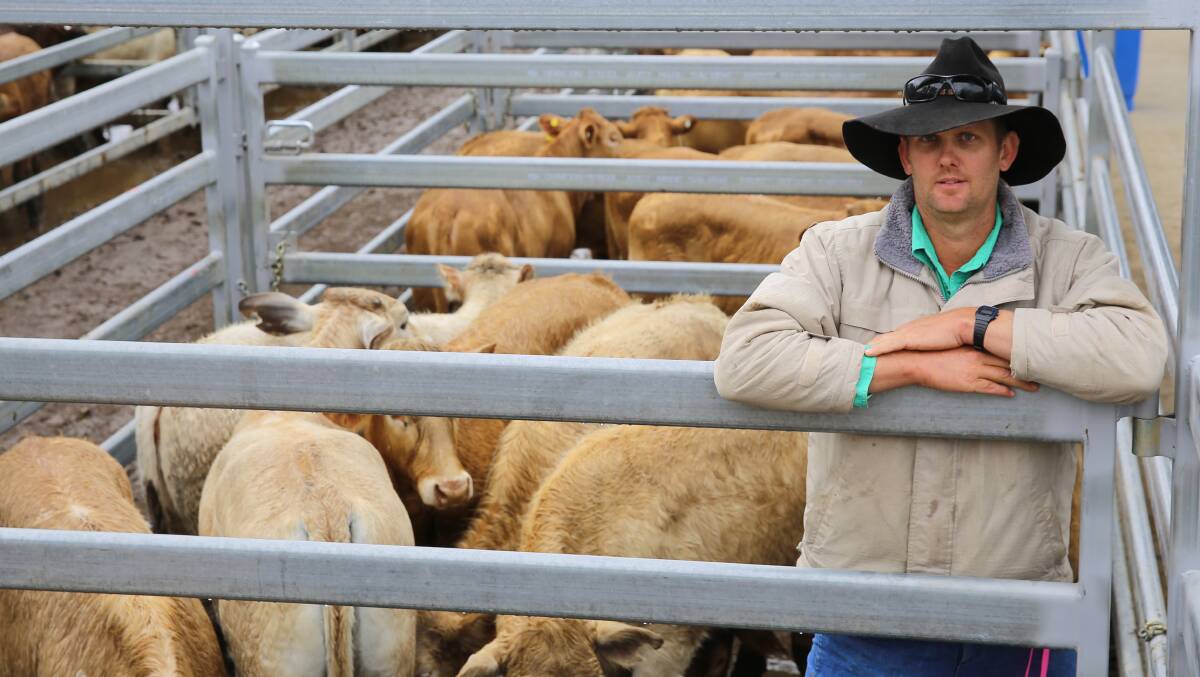 Brad Murnane, A Templeton & Son, Eumundi, sold a line of 60 Charolais cross heifers for 437.2c/kg or $1224/head.