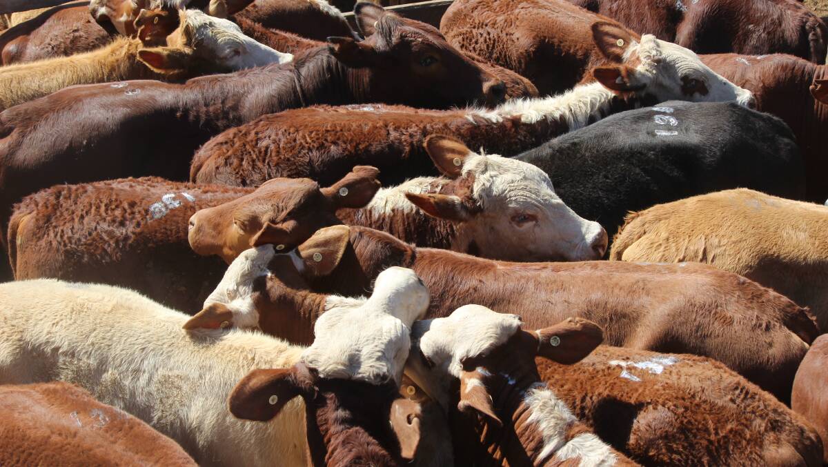 Charbray steers make 311c/$1491 at Gympie