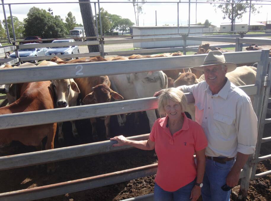 Ray and Diane Bruxner, Christmas Creek, with their 2 tooth Droughtmaster cross steers that sold for $1340 at Toogoolawah. 