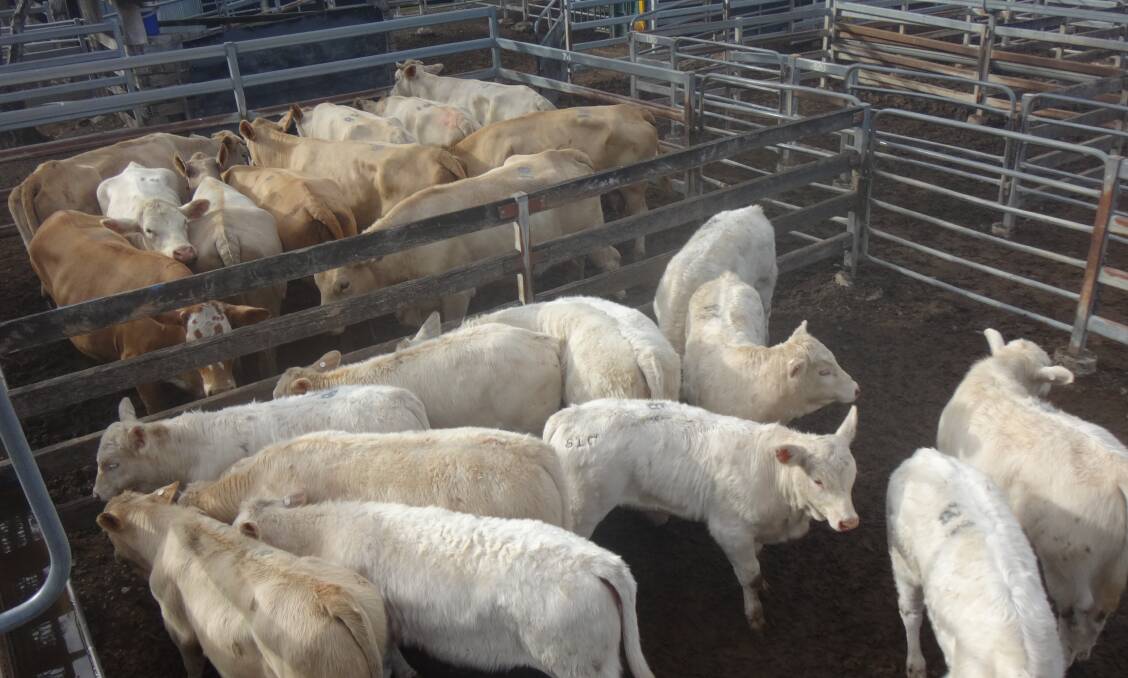 Charolais cross cows and calves that sold for $3200 at Toogoolawah.