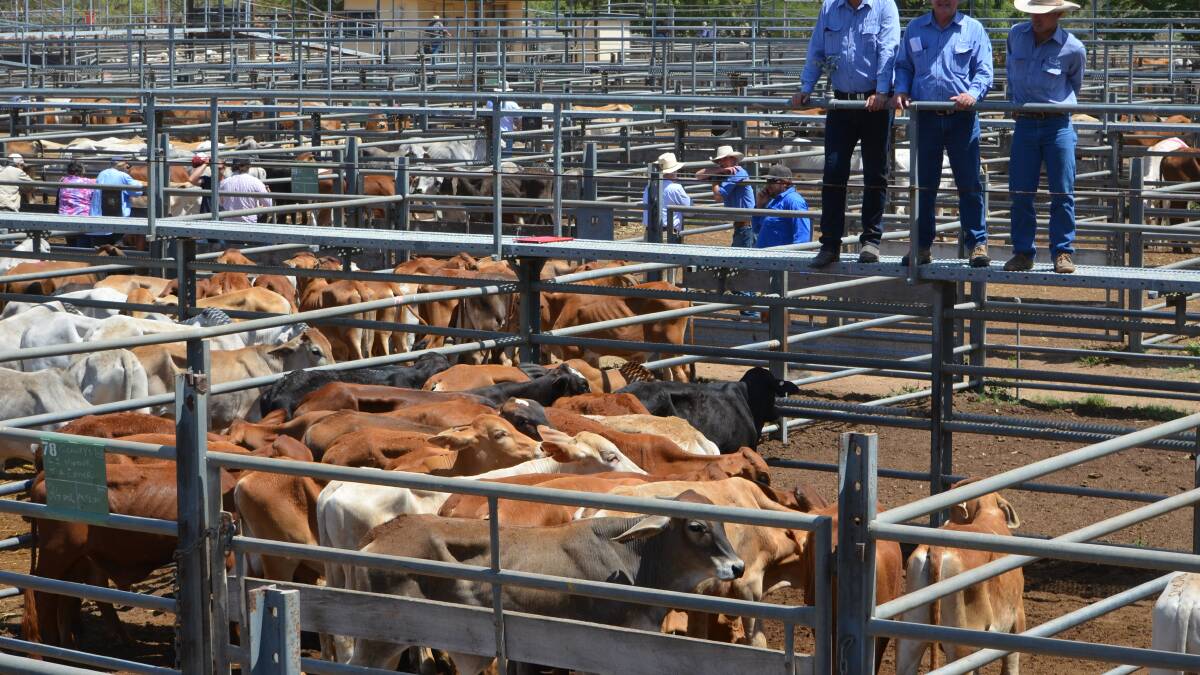 Trade heifers 257.2c/$1294 at Charters Towers