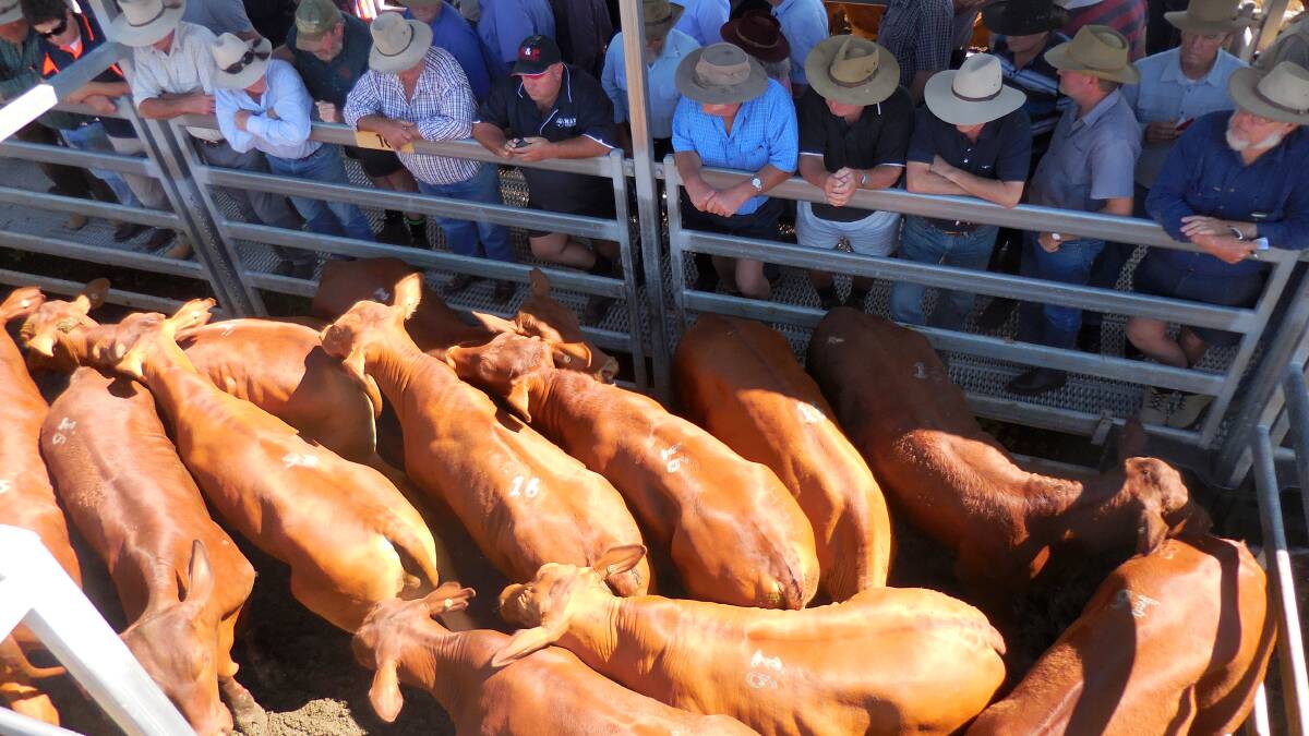 Charbray steers make $1690 at Beaudesert