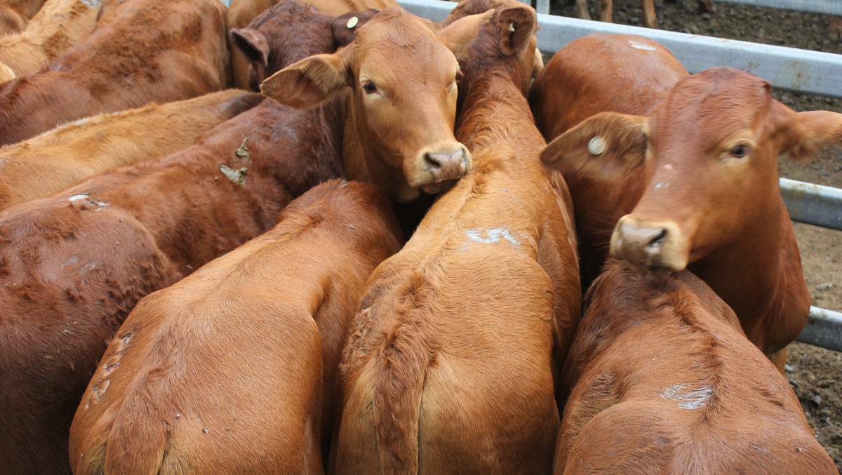 Droughtmaster feeder steers sell to 419c/$1469 at Biggenden