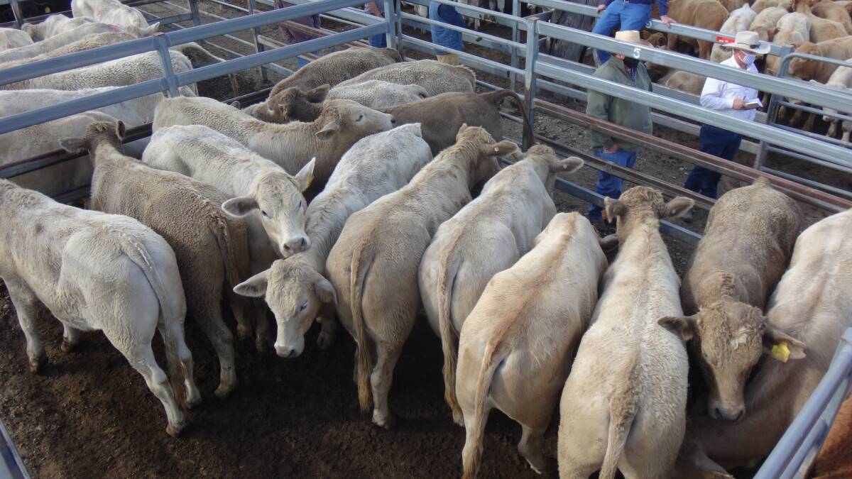 Two-tooth Charolais cross steers sold for $2320 at Toogoolawah on Friday.