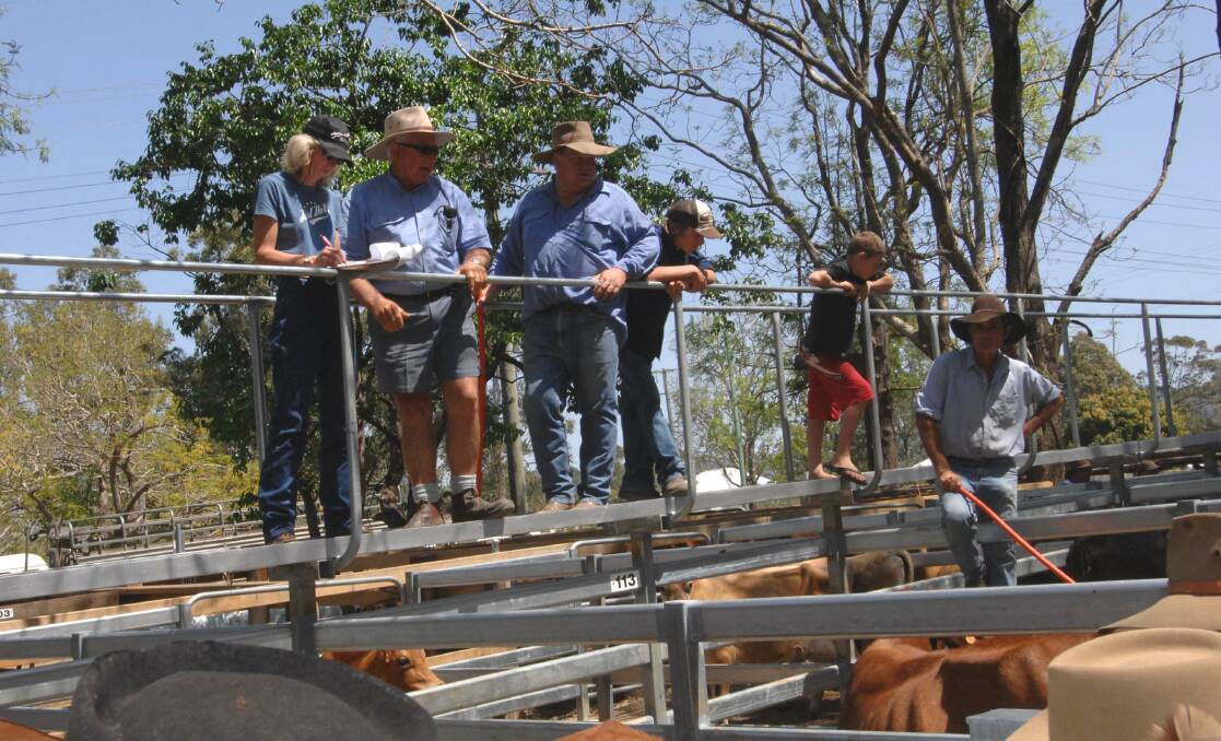 Friesian cows sell for $1495 at Woodford