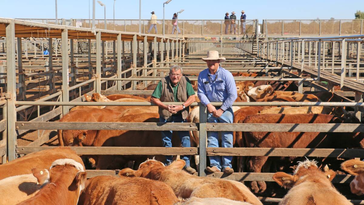Noel Harms, livestock manager of Havington View, Roma and GDL agent Geoff Maslen with the Simmental cross steers which sold to 291c/kg, reaching a top of $1569 to average $1544.