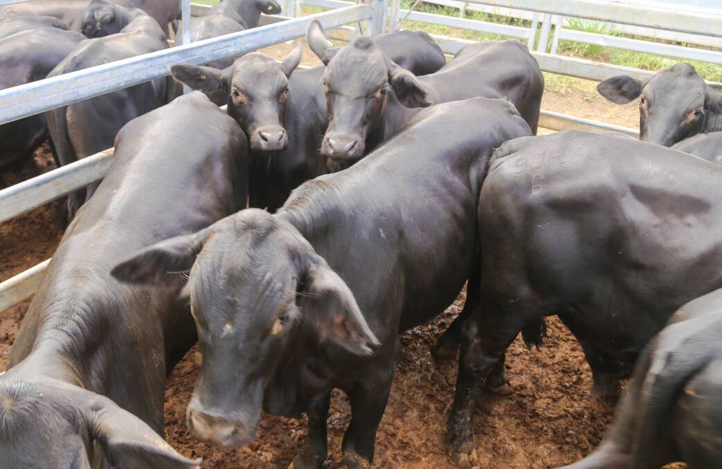 Droughtmaster weaner steers  288c/$655 at Biggenden