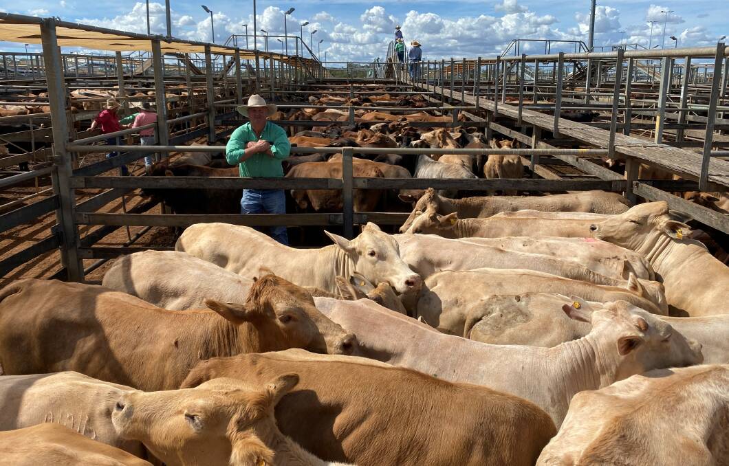 Nutrien Western agent Boyd Curran with a line of close to 1000 AJM Pastoral Co heifers that sold to 392c/kg, reaching a top of $2020 to average $1551. 