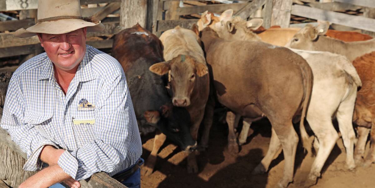 Burnett Livestock & Realty’s Paul Hastings with a pen of crossbred heifers on account of Rob and Janelle Hams, Mundubbera. The heifers sold for 298.2c/kg or $1085/head.