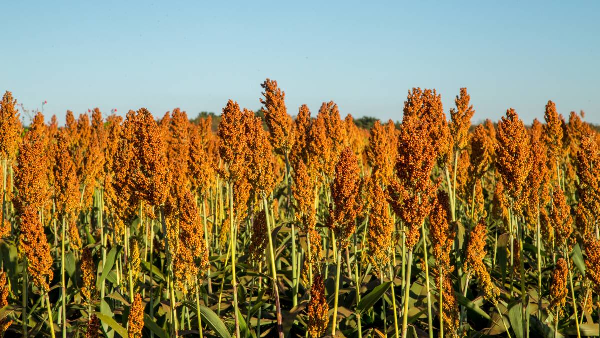 Darling Downs deluge perfect for sorghum