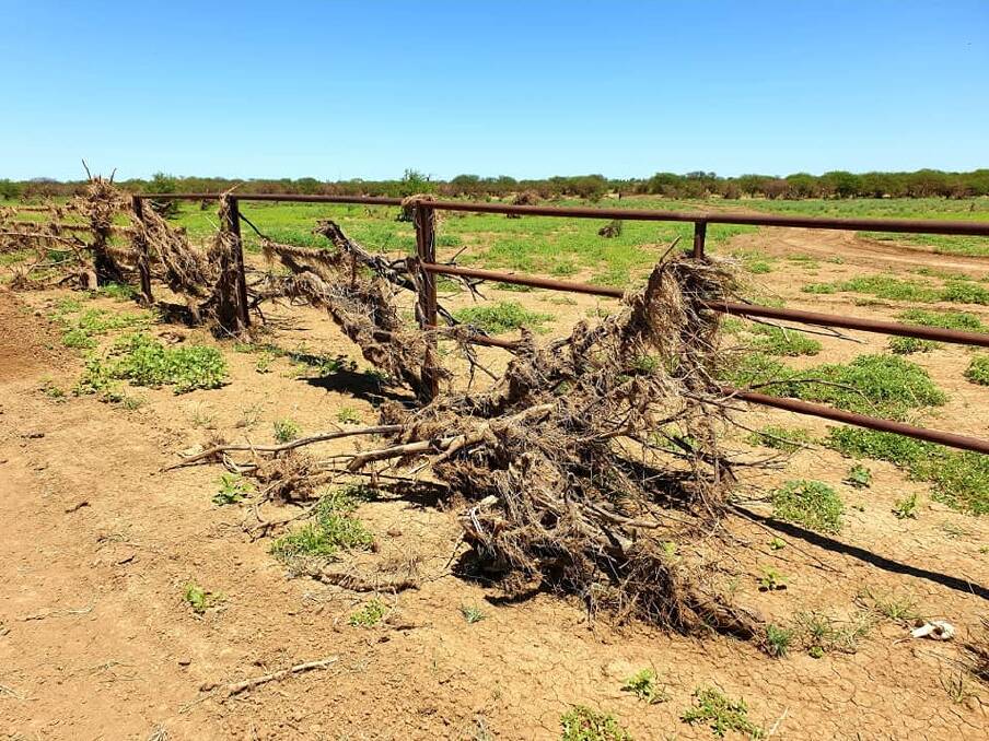 RECOVERY: Pasture response in country that had a lot of rain but did not flood as slow and sparse, but areas around McKinlay, Kynuna, Winton and Muttaburra are reported to have magnificent feed. Picture: Kylie Cook