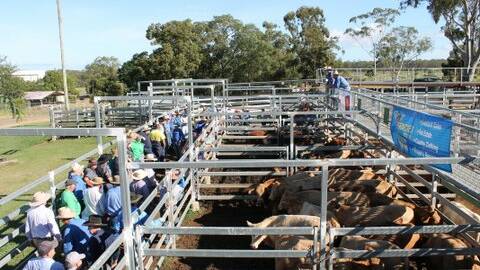 Charolais weaner steers make $1060 at Murgon