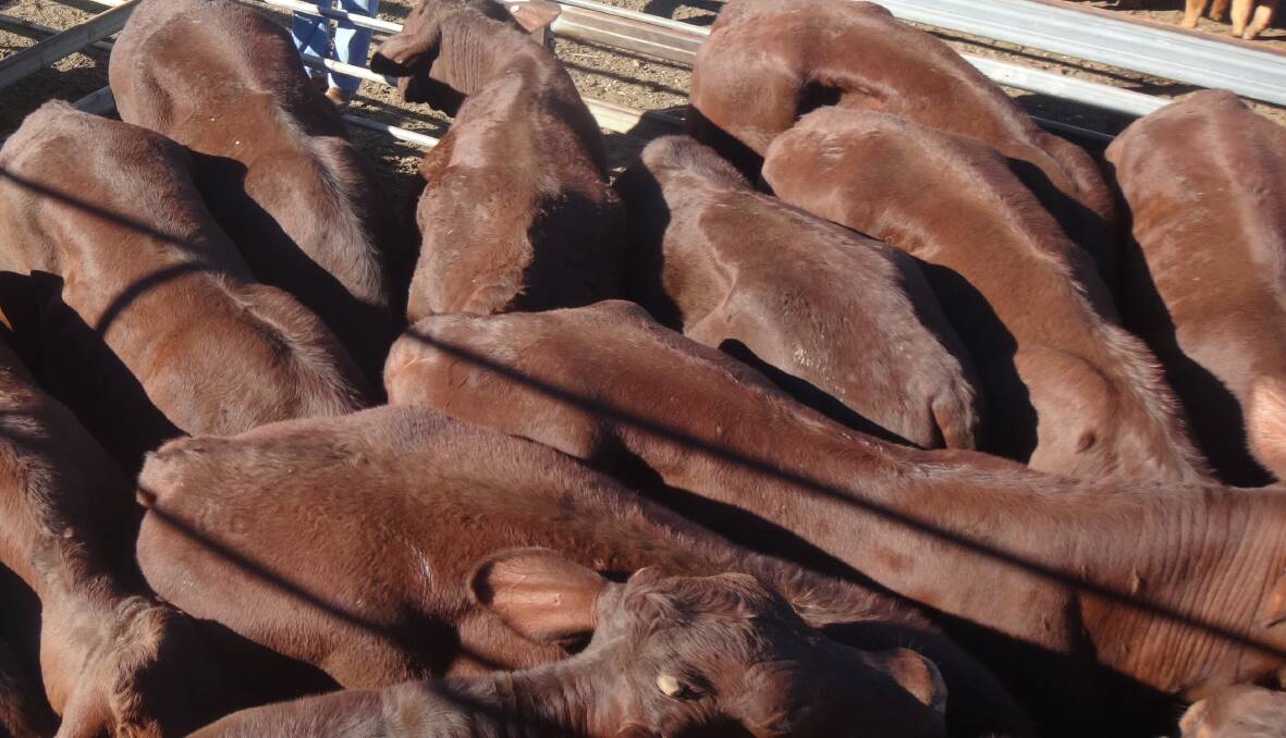 Limousin cross steers sell for $1700 at Woodford