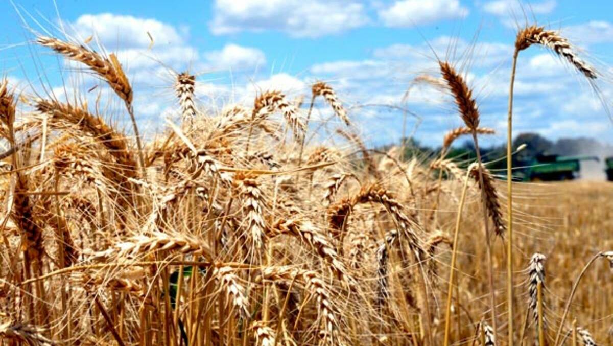 Global wheat markets tumble on USDA supply forecast