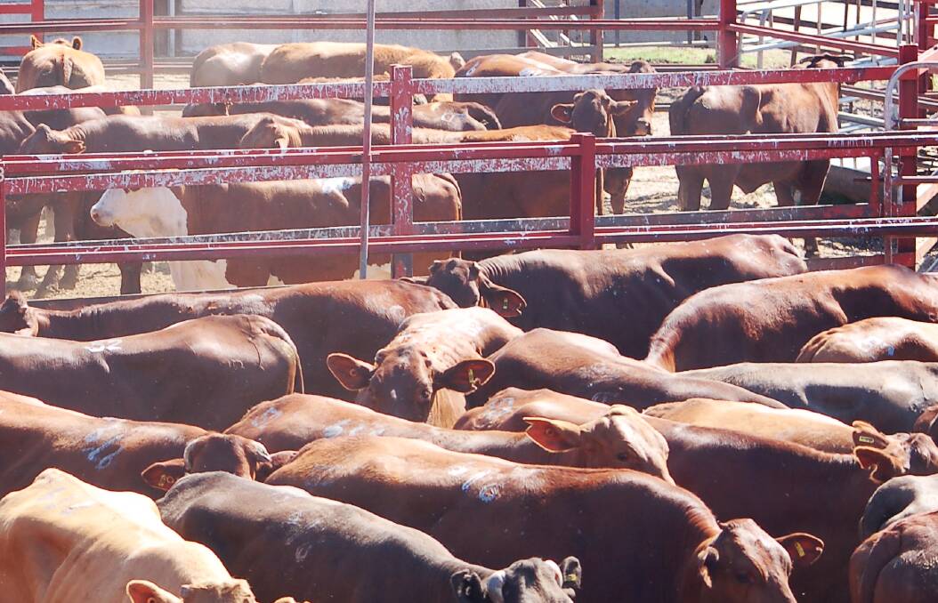 Heavy yearling steers to feed hit 412c at Warwick