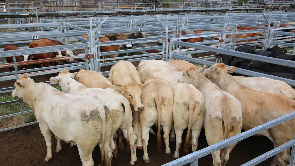 Droughtmaster heifers sell to $1482/head at Biggenden