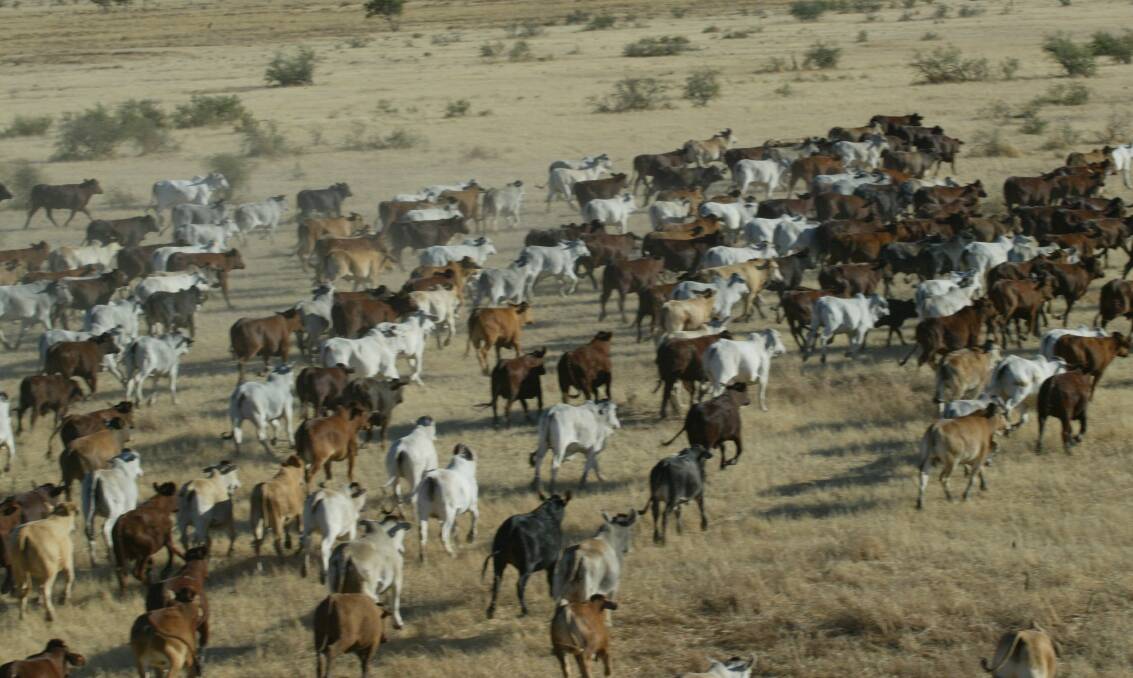 While the live-ex trade out of northern Australia remains strong there is little likelihood of cattle coming from Kidman’s Kimberley and Barkly breeding properties to the fattening country of far south-west Queensland.