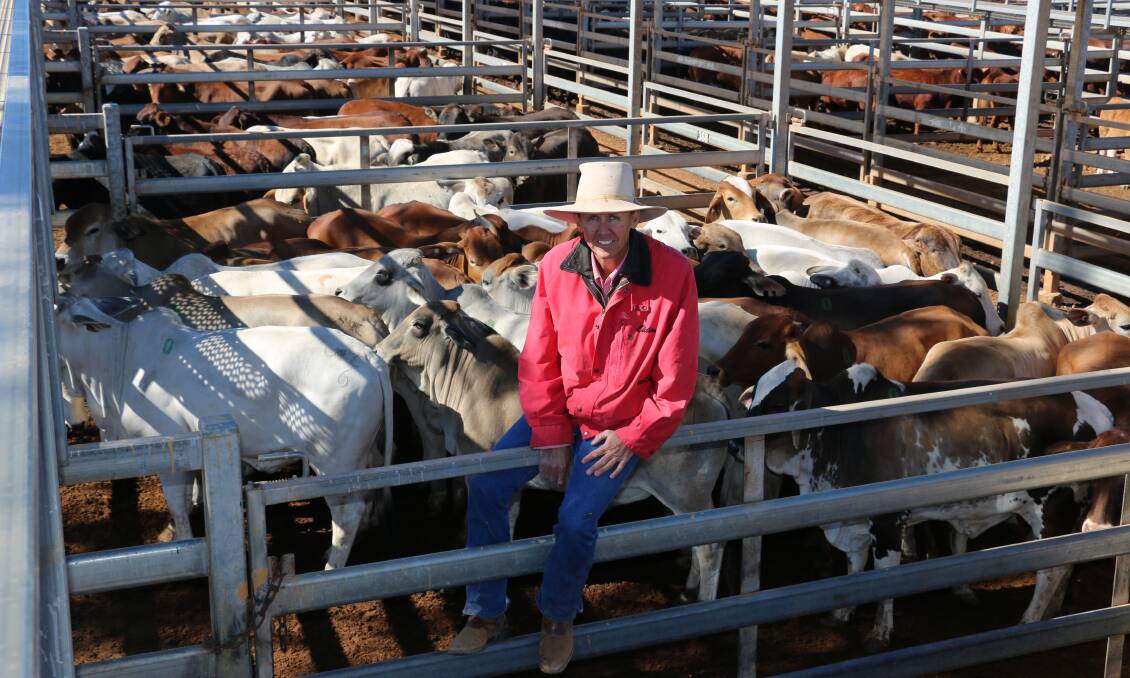 Agent Scott Taylor from Elders Winton with PJ & CR Britton, Fairview Station, Winton Brahman heifers that sold to 222c/kg, reaching a top of $919 to average $730.