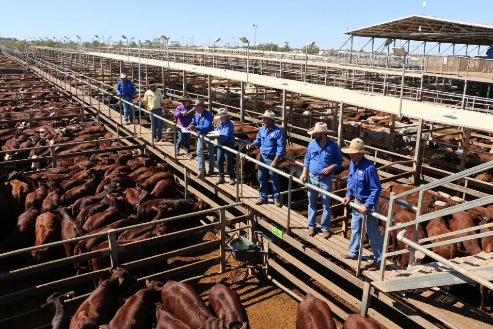 During the Christmas break all pens at the Roma saleyards will be cleaned out and resurfaced. 