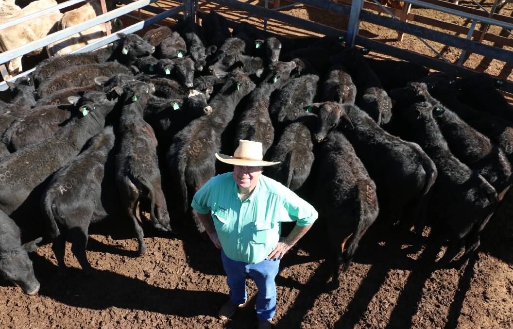 Nutrien Roma agent Rod Turner with a pen of Andromeda Cattle Co steers that sold to 698c/kg, reaching a top of $1435 to average $1428.
