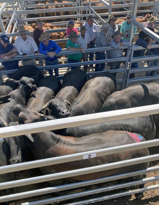 Brangus bullocks on account of GL Dingle, Mt Perry. The steers sold for 340.2c/kg or $2272/head.