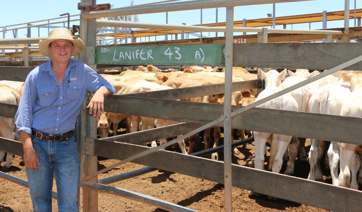GDL agent Jack Hannah with Lanifer Station, Winton Charolais cross heifers which sold to 274c/kg, reaching a top of $665 to average $533. The Charolais cross steers sold to 320c/kg, reaching a top of $905 to average $685.