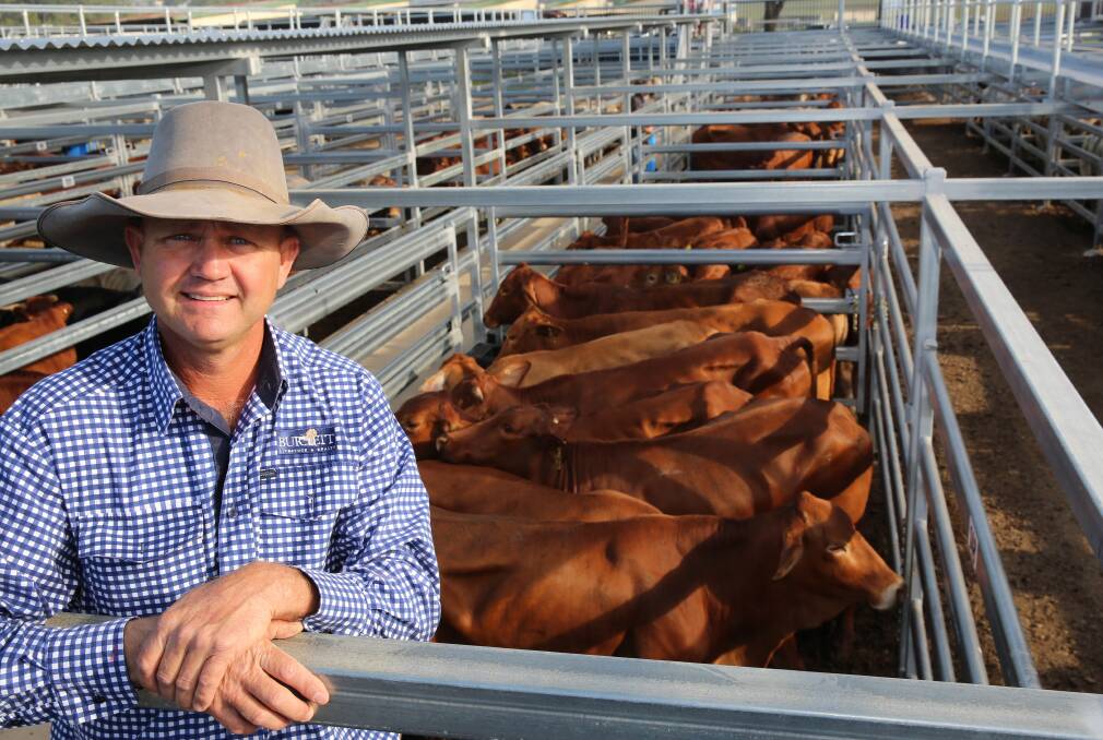 Burnett Livestock & Realty's Lance Whitaker with Droughtmaster cows and calves from Theodore that sold for $1540/unit.