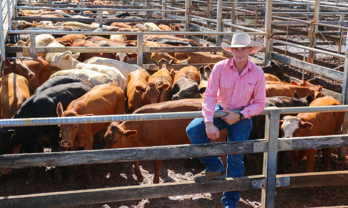  Elders Roma agent Brady Jackson with a line of Bauer heifers which sold to 379c/kg, reaching a top of $1370 to average $1175.
