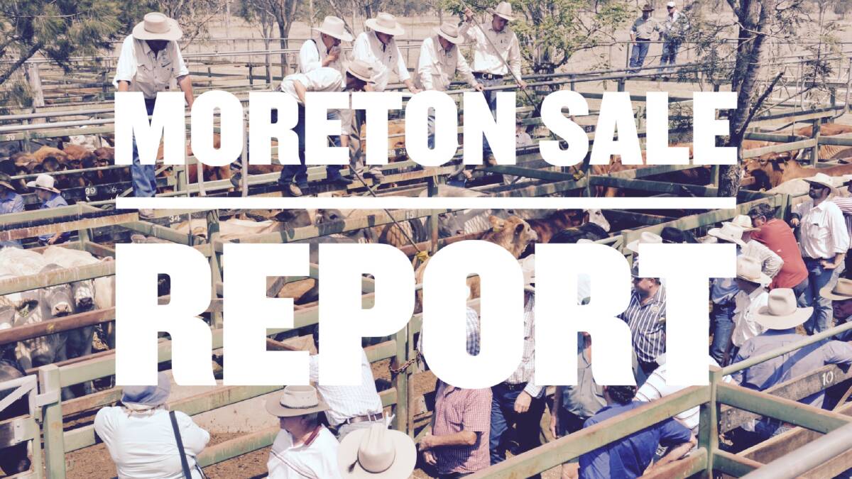 Yearling heifers sell for 281.2c at Moreton