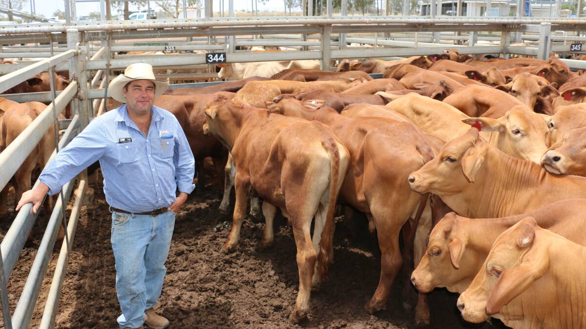 Agent Jason Belz, GDL, Mitchell with Reynella Grazing Co, Reynella, Charleville Droughtmaster cross steers. The steers sold to 322c/kg, reaching a top of $887 to average $830.