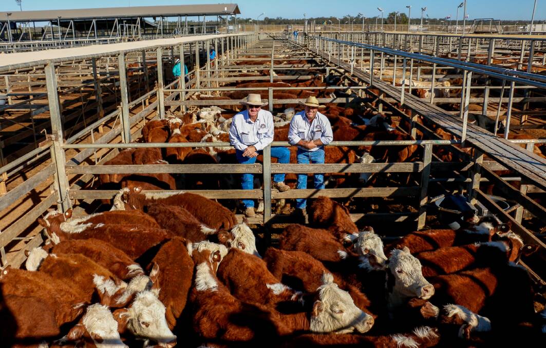 PJH agents Steven Goodhew and David Friend with a line of EST JW Golden steers that sold to 438c/kg, reaching a top of $1295 to average $1162.
