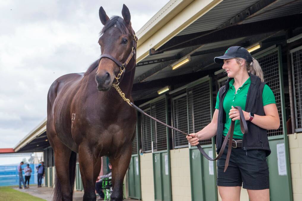 Top priced lot at last year's Magic Millions Ready to Race sale a 2YO colt by No Nay Never from El Shahar sold for $525,000 was pin-hooked for $90,000 five months earlier at the MM National yearling sale. Picture: Magic Millions