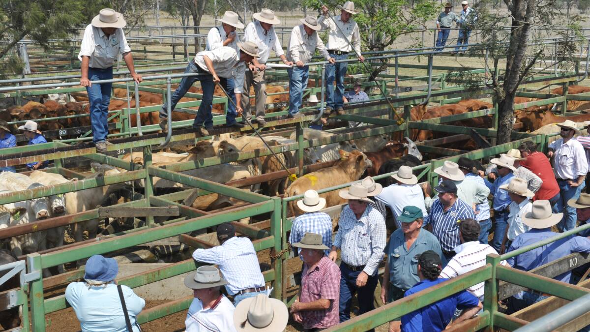 Light weaners sell well at Moreton