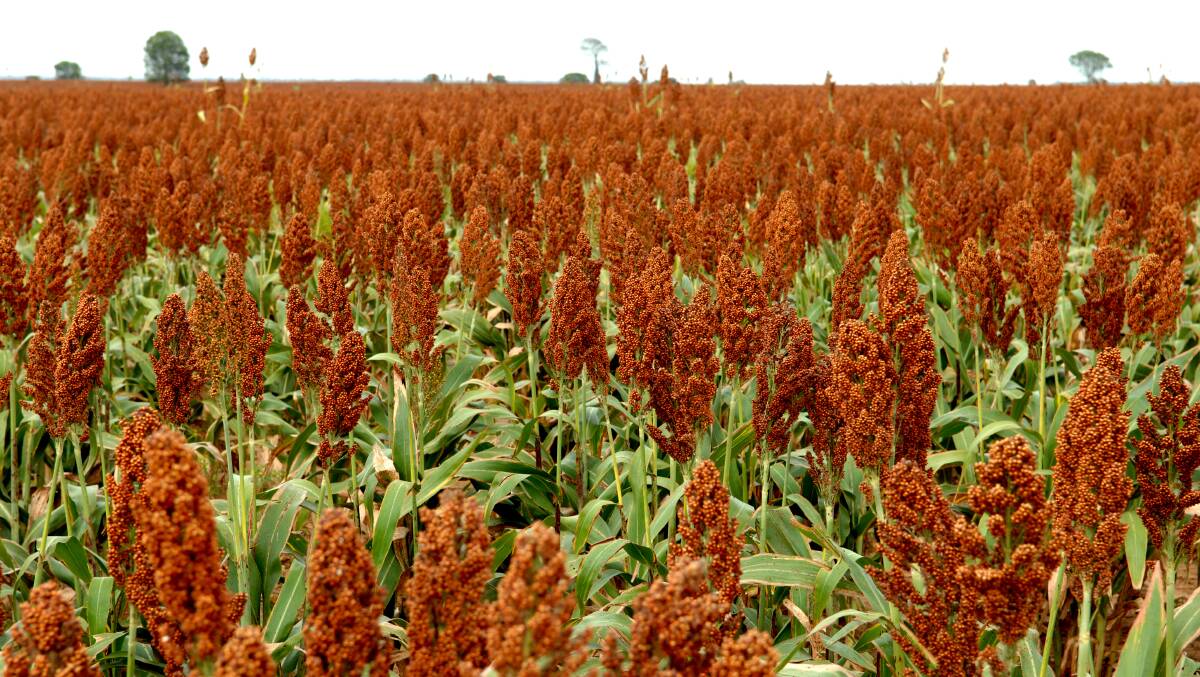 Darling Downs deluge gives sorghum​ a boost