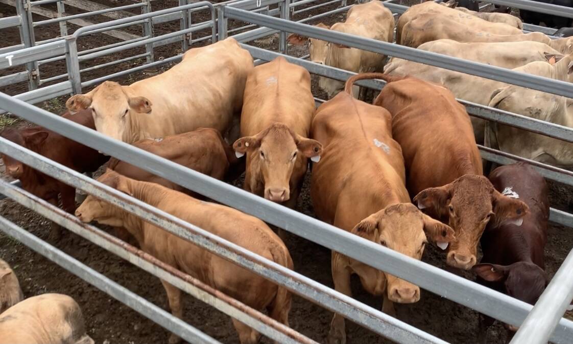 Charolais cross cows and calves sold to a top of $4100/unit account Jilabri Family Trust.