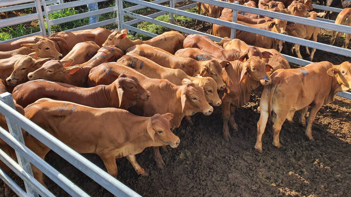 N and J Keitleys Droughtmaster weaner steers sold from 759 to 779c/kg and topped at $1933.