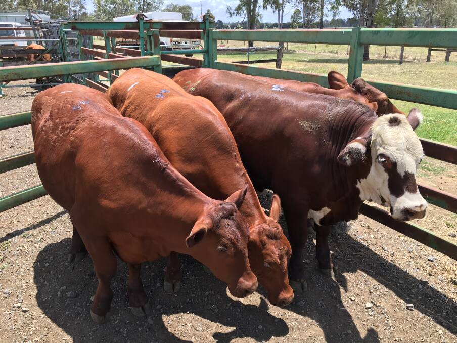 Pasture Fed 2 Tooth Santa cross steers belonging to Warren Sabburg that sold for 313.2c/kg weighing 752kg to return $2356.