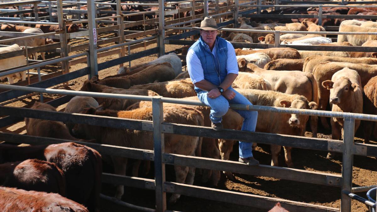 Watkins & Co agent Brad Neven with the DC Diamond Pastoral steers. The steers made an average of 287c/kg at 333kg returning $957/head.